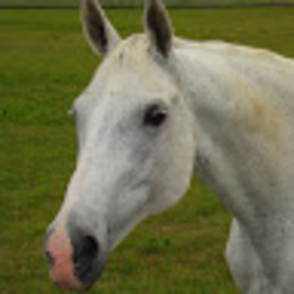 Meet your Posher, Ashby
